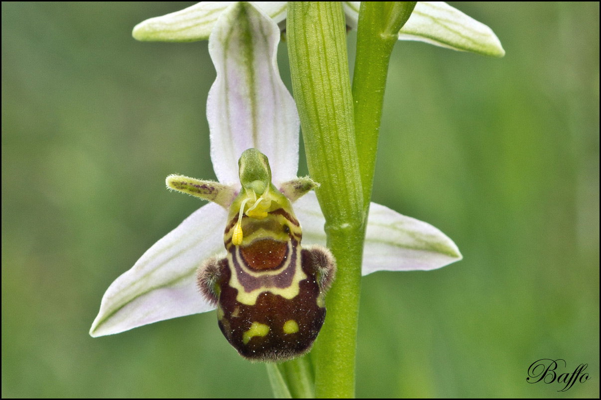 Ophrys apifera var.aurita